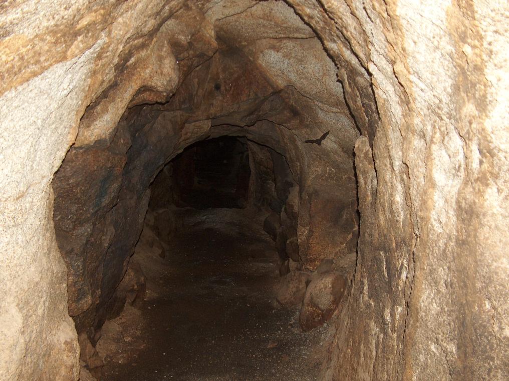 Further down the tunnel... one bat is captured mid-flight by 
the camera.
