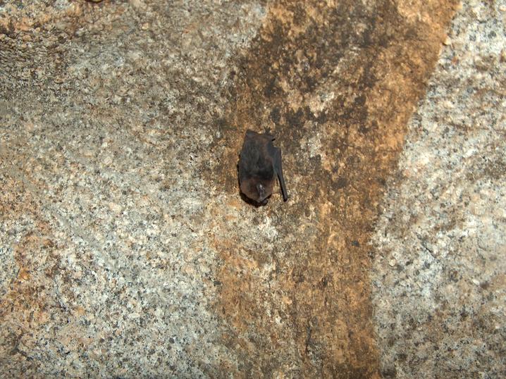 One of many bats living in the tunnel.

