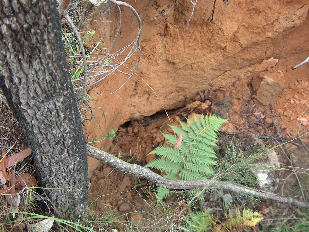 The collapsed entrance of another mine tunnel (probably due to 
water damage)
