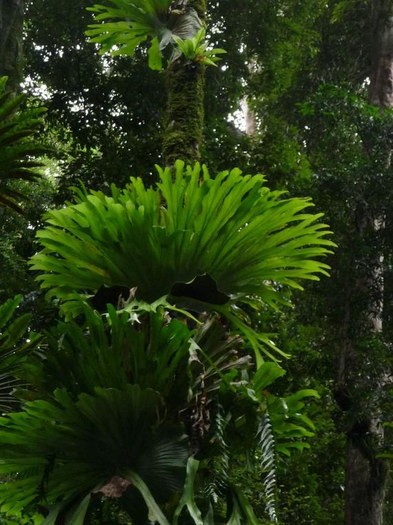 Rainforest magic 206