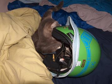 The cat in the helmet??: 2008:04:29 23:45:29
