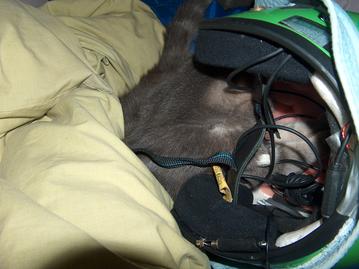 The cat in the helmet??: 2008:04:29 23:55:49
