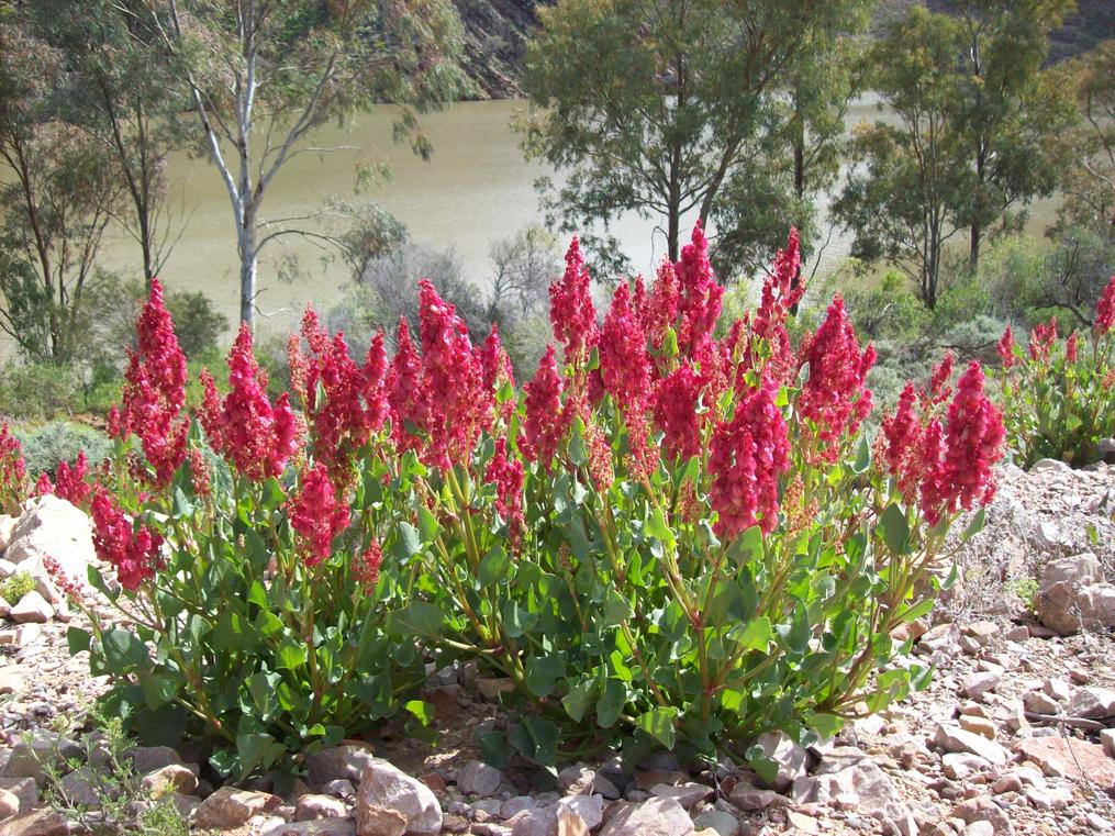 Arrunha Awi, Aroona Dam
