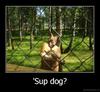 animalmotivations_07_supdog.jpg
