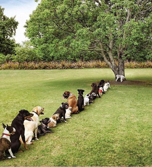 Save our trees &mdash; Think of the doggies!
