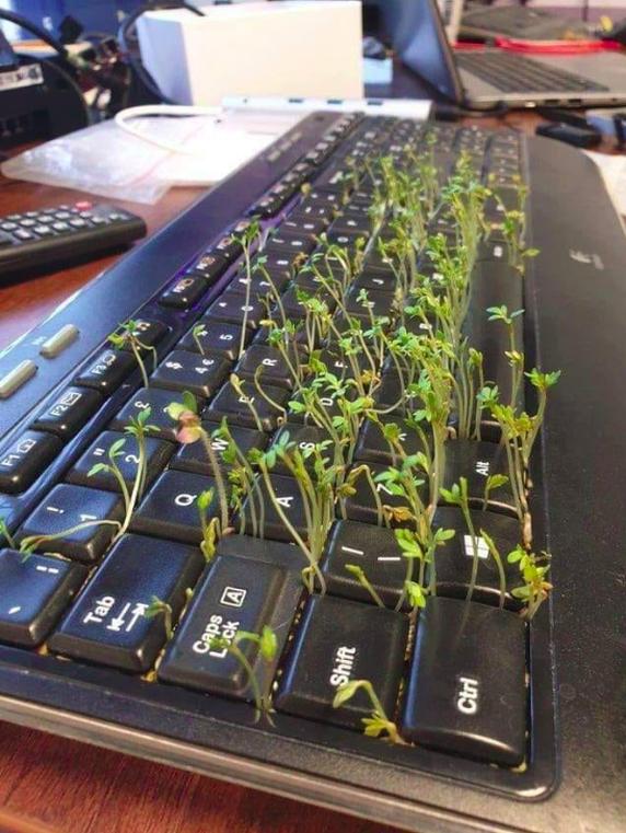 2020-04-02-keyboard-growing.png