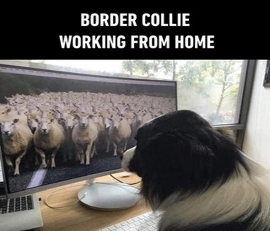 2020-10-26-border-collie-wfh.jpg